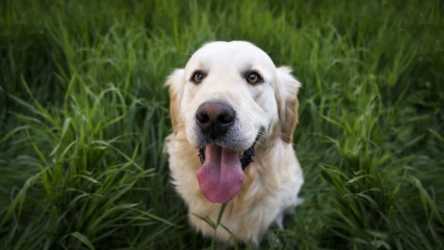 Deutsche Tierrettung ev Hund