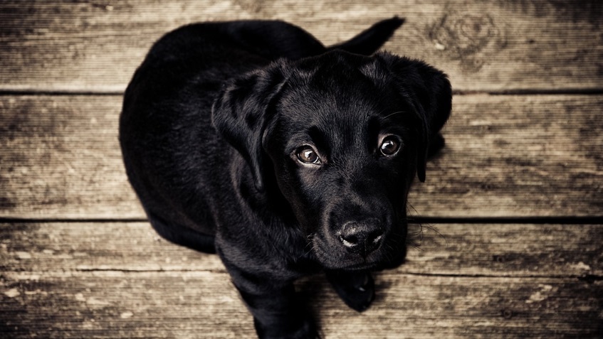 Deutsche Tierrettung ev Sinnvolle Kauprodukte für Hunde