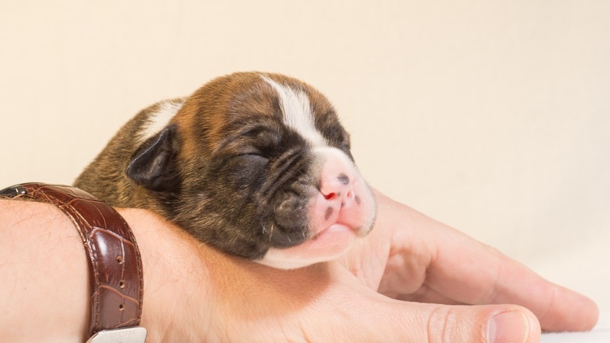 Deutsche Tierrettung ev Hund 27