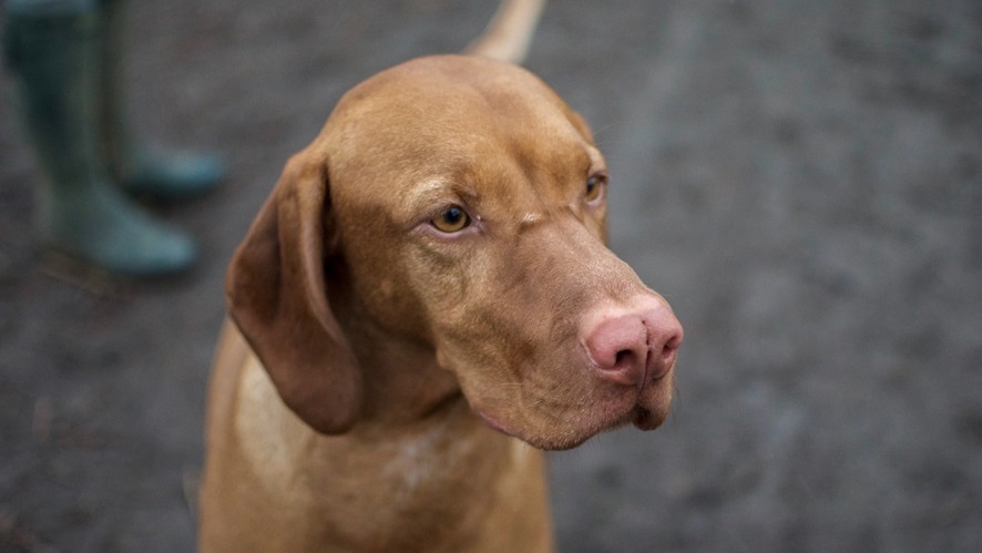 Deutsche Tierrettung ev Hund