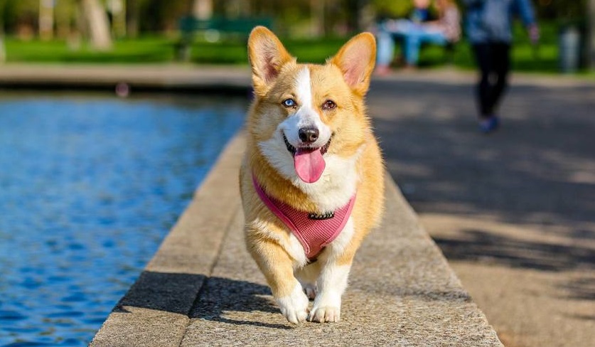 Deutsche Tierrettung ev Hund 9