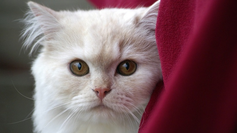 Deutsche Tierrettung ev Katze stubenrein