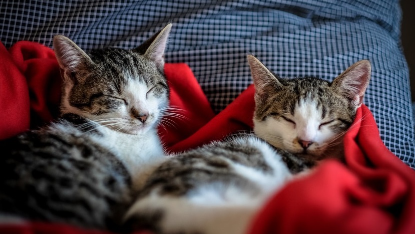 Deutsche Tierrettung ev Erstaustattung für Katzen
