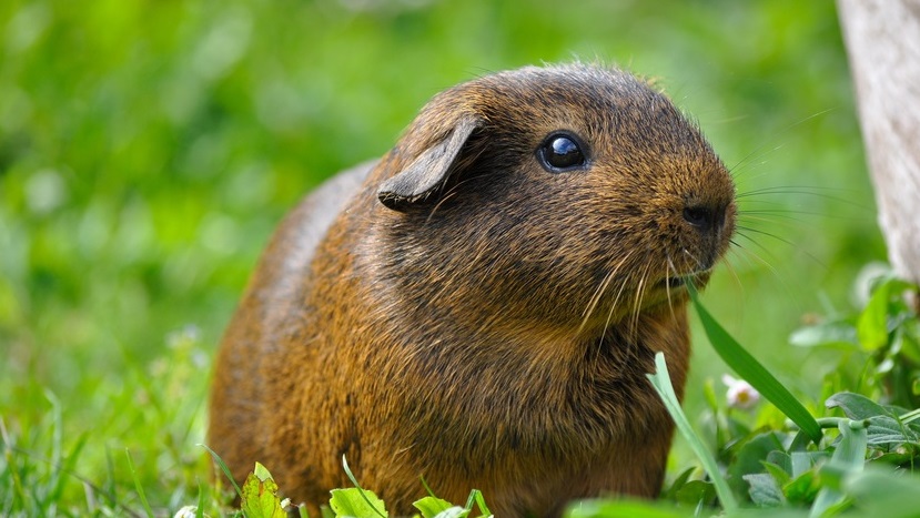 Deutsche Tierrettung ev Tipps zur Haltung von Kleintieren