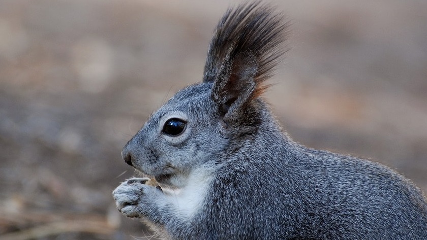 Deutsche Tierrettung ev Wildtier Tierarzt