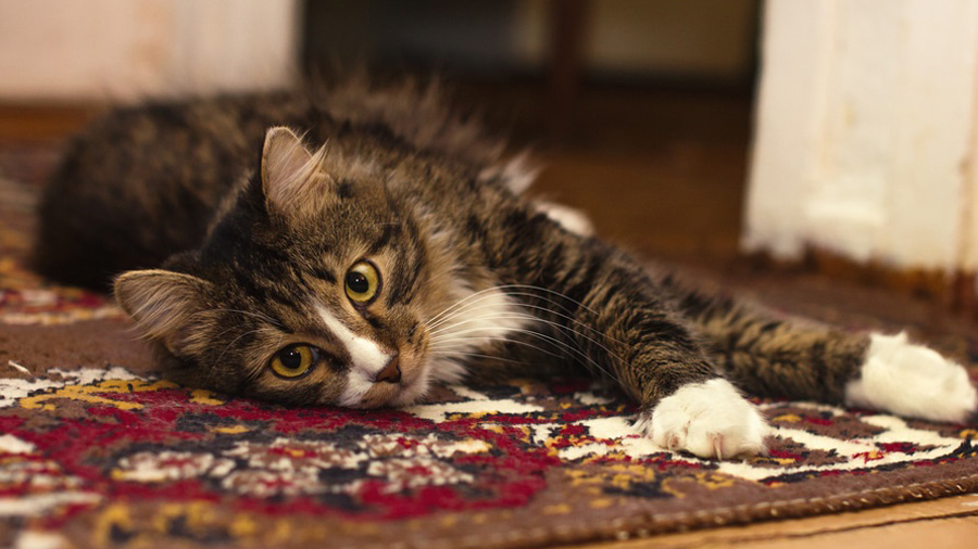 Deutsche Tierrettung ev Katze