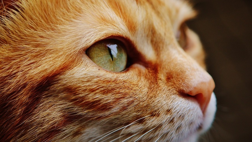 Deutsche Tierrettung ev Katze